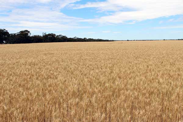 PORTION OF “CARINYA” LAH